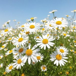 Chamomile memiliki sifat sedatif untuk membantu meredakan stres 